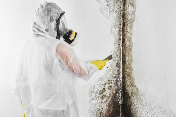 Best Residential Mold Removal  in West Kittanning, PA