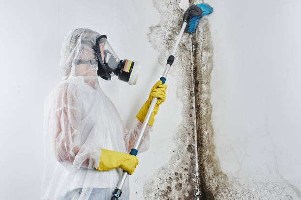 Best Attic Mold Removal  in West Kittanning, PA