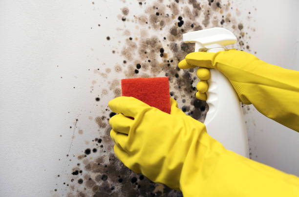 Best Toxic Mold Removal  in West Kittanning, PA