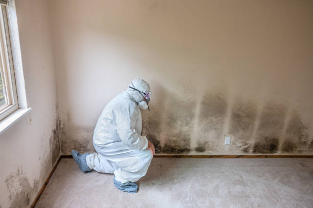 Best Mold Damage Repair  in West Kittanning, PA